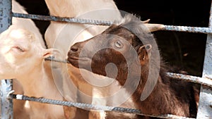 Close-up of black goats on a farm behind a fence. Little goats on the farm.