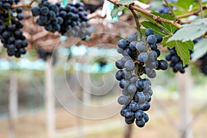 Close-up of Black grapes on the vine in the field photo