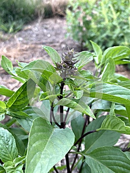 black and green leaves of sweet basil plant in a garden