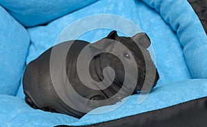 Close-up of Black guinea pig, 3 months old