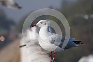 Close up of a black headed Gull