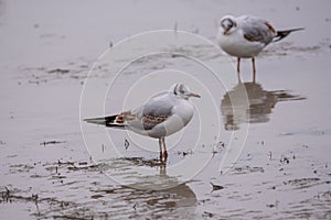 Close up of Black-headed gull Chroicocephalus ridibundus