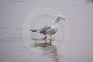 Close up of Black-headed gull Chroicocephalus ridibundus