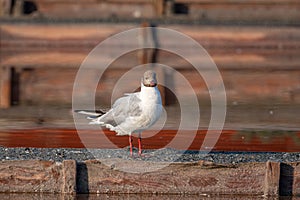 Close up of Black-headed gull (Chroicocephalus ridibundus