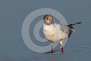 Close up of Black-headed gull (Chroicocephalus ridibundus