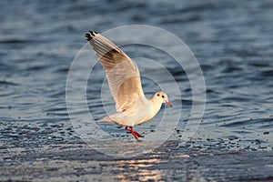 Close up of Black-headed gull (Chroicocephalus ridibundus