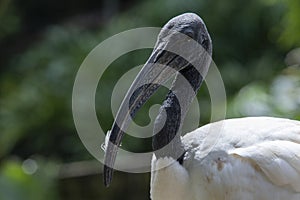 close-up of black-headed ibis bird looking at camera with blurred green background