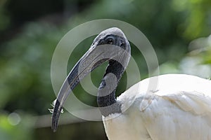 close-up of black-headed ibis bird looking at camera with blurred green background