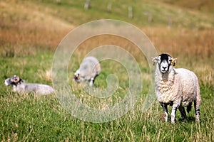 Close up of black headed sheep on the fells in the Lake  District, Cumbria,