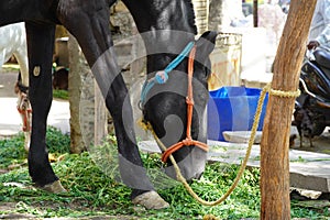 Close Up of a black horse is eating green fodder outside a building. Purebred horses eating fresh hay. Thoroughbred mares in the