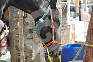 Close Up of a black horse is eating green fodder outside a building. Purebred horses eating fresh hay. Thoroughbred mares in the