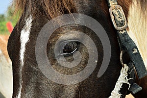 Close up of black horse eye