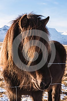 Close-up black horse, head shot