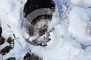 Close up of a black horse hoof in the snow