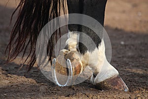 Close up of black horse hoofs photo
