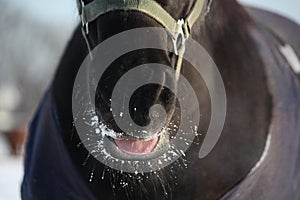 Close up of black horse nuzzle