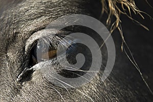 Close up of a black horse`s eye.