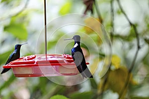 Close-up of a two of Black Inca hummingbird sitting on a red hummingbird feeder, Rogitama Biodiversidad, Colombia photo