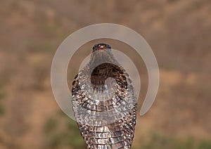 Close up of black Indian cobra
