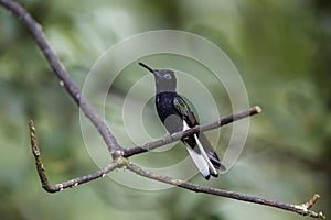 Close-up of a Black Jacobin, Folha Seca, Brazil