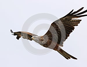 Close up of a Black Kite