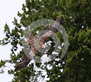 Close up of a Black Kite