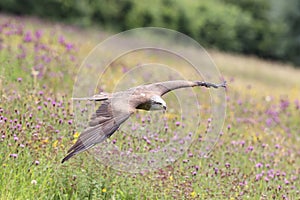 Close up of a Black Kite