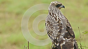 Close-up of a Black Kite Taking Flight