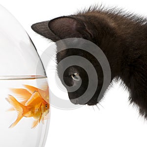 Close-up of Black kitten looking at Goldfish