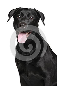 Close-up of Black Labrador dog