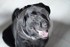 Close-up of black labrador retriever relaxing and look so happy
