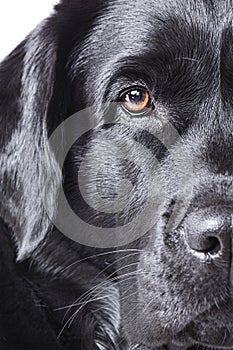 A close-up of a black labrador\'s face. Dog isolate on white part of the muzzle