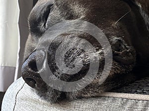Close up of a black Labrador sleeping inside