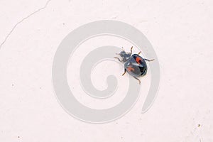 lady beetle
