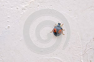 Ladybug