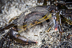 Close-up black living crab in the sand