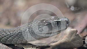 Close up of a Black Mamba snake. Dendroaspis polylepis.