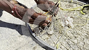 Close-up of a black man's hand pulling a crab from the nets just caught in the sea