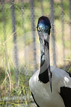 this is a close up of a black necked stork