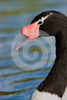 Close-up of a Black-necked Swan