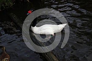 A close up of a Black Necked Swan