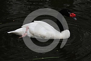 A close up of a Black Necked Swan