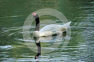 Black-necked Swan