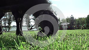 Close-up of a black Nubian goat. The concept of farming, feeding, animal husbandry and animal husbandry. slow motion. 4K