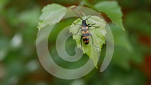 Close-up of a black and orange beetle on a green leaf in garder