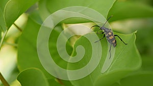 Close-up of a black and orange beetle on a green leaf in garder