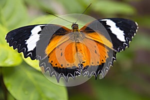 Close up black orange and white butterfly