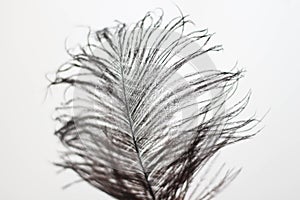 Close-up of black ostrich feather. Luxury decor. Old-fashioned writer working. Romantic background