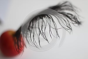 Close-up of black ostrich feather. Luxury decor. Old-fashioned writer working. Romantic background