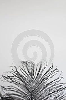 Close-up of black ostrich feather. Luxury decor. Old-fashioned writer working. Romantic background